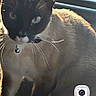 animal, bell, black_and_white, car, cat, collar, dashboard, ears, eyes, fur, indoor, pet, photography, portrait, sitting, smartphone_screenshot, sunlight, vehicle, whiskers, window