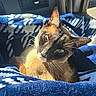 Shadow joined the competition — help win amazing prizes! cat, siamese_cat, pet, animal, feline, portrait, close_up, blue_blanket, patterned_blanket, car_interior, vehicle, indoors, sitting, lounging, whiskers, ears, fur, eyes, sunlight, cozy