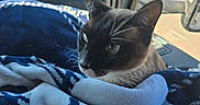 Shadow joined the competition — help win amazing prizes! cat, feline, black_and_white, siamese, pet, animal, face, whiskers, ears, eyes, blanket, blue_blanket, car, vehicle, dashboard, interior, road, driving, passenger, travel