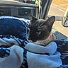 cat, feline, black_and_white, siamese, pet, animal, face, whiskers, ears, eyes, blanket, blue_blanket, car, vehicle, dashboard, interior, road, driving, passenger, travel