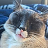 Shadow is registered to the contest to win money with this photo: cat, animal, pet, close_up, portrait, sleepy, tired, grumpy, whiskers, nose, pink_nose, fur, gray_fur, white_fur, black_and_white, face, indoors, blanket, soft_focus, cute