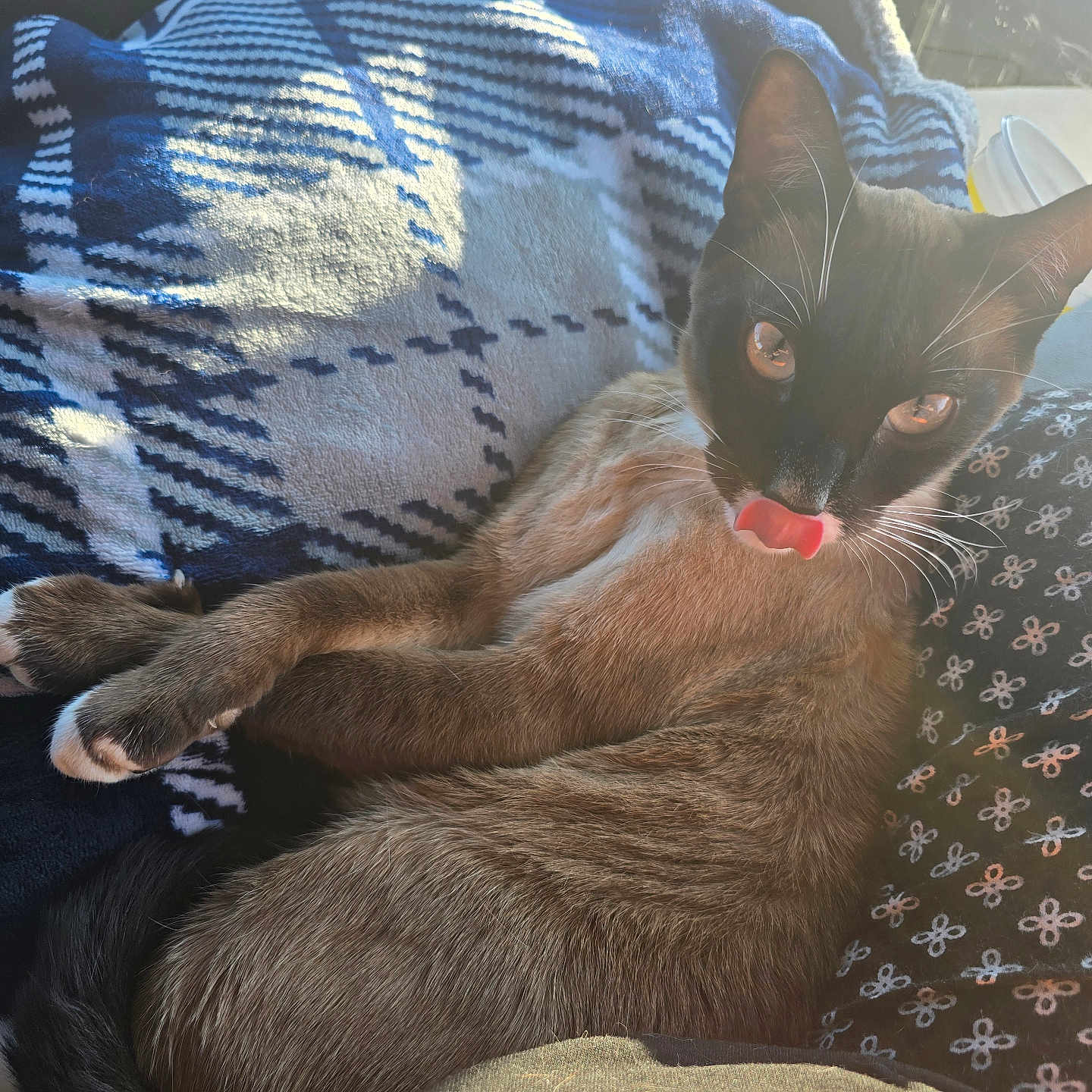 Shadow joined the competition — help win amazing prizes! cat, kitten, animal, pet, black_and_brown, tongue_out, crossed_paws, lying_down, lounging, portrait, whiskers, ears, eyes, fur, car_interior, blanket, sunlight, close_up, cute, funny