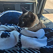 Shadow joined the competition — help win amazing prizes! cat, siamese_cat, pet, animal, co_pilot, car, vehicle, dashboard, blanket, blue_blanket, travel, road, outdoor, sunlight, whiskers, pointed_ears, fur, collar, sitting, cozy