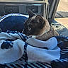 cat, siamese_cat, pet, animal, co_pilot, car, vehicle, dashboard, blanket, blue_blanket, travel, road, outdoor, sunlight, whiskers, pointed_ears, fur, collar, sitting, cozy