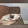 Bb Gilbert is registered to the contest to win money with this photo: animals, armchair, black_and_white_cat, cat, cats, couch, cream_cat, cuddling, electrical_outlet, felines, furniture, grooming, indoor, living_room, patterned_fabric, pet, relaxed, resting, sleeping, wall