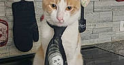 Bb Gilbert is registered to the contest to win money with this photo: animal, backsplash, cat, countertop, feline, funny, indoors, kitchen, microwave, musician_faces, necktie, orange_cat, oven_mitt, pet, photograph, portrait, rock_music, sitting, stovetop, white_cat