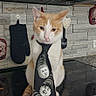 animal, backsplash, cat, countertop, feline, funny, indoors, kitchen, microwave, musician_faces, necktie, orange_cat, oven_mitt, pet, photograph, portrait, rock_music, sitting, stovetop, white_cat