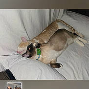 Bb Gilbert is registered to the contest to win money with this photo: animal, bed, bedding, bedroom, cat, cats, collar, cuddling, feline, indoor, kitten, lying_down, pet, phone_screenshot, photograph, playing, relaxed, sleeping, thumbnail, wrestling
