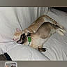 animal, bed, bedding, bedroom, cat, cats, collar, cuddling, feline, indoor, kitten, lying_down, pet, phone_screenshot, photograph, playing, relaxed, sleeping, thumbnail, wrestling