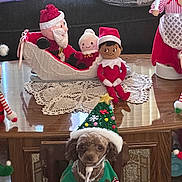 Coco is registered to the contest to win money with this photo: dog, christmas_costume, holiday_decorations, elf_dolls, santa_doll, wooden_table, crocheted_doily, festive_hat, indoor, holiday_theme, decorative_figures, toy_dolls, brown_dog, small_dog, christmas_tree_hat, seasonal, cute_pet, holiday_spirit, festive_outfit, decor