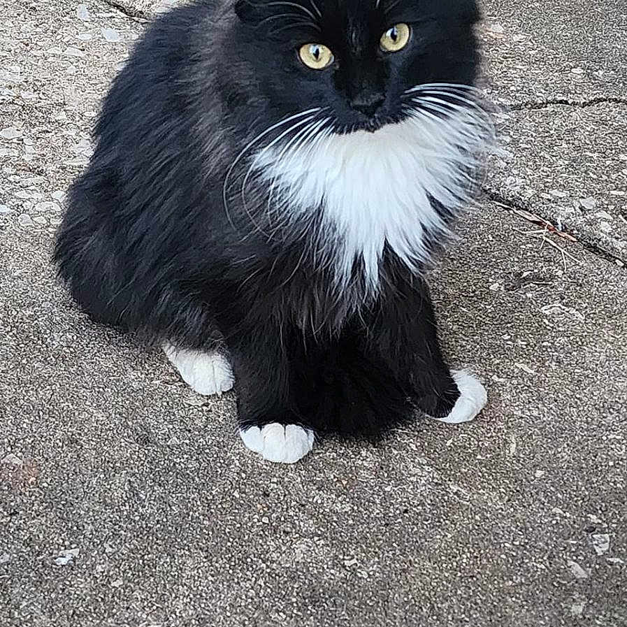 Willow is registered to the contest to win money with this photo: accessories, angora, animal, blackcat, cat, city, collar, kitten, leash, manx, path, person, pet, road, sidewalk, slate, street, tar, tarmac, urban