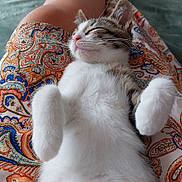 Chop participe au concours pour gagner de l'argent avec cette photo : kitten, cat, sleeping, lap, person, legs, paisley_pattern, skirt, indoor, cozy, furry, pet, animal, relaxing, white_fur, tabby, cute, resting, soft_light, floor