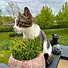 Chop participe au concours pour gagner de l'argent avec cette photo : cat, tabby_cat, green_grass, flower_pot, garden, trees, cloudy_sky, statue, glass_orb, outdoor, curious, animal, pet, plant, nature, potted_plant, feline, whiskers, ears, sitting
