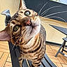 cat, bengal_cat, whiskers, green_eyes, chair, outdoor, wooden_deck, furniture, close_up, pet, animal, curious, portrait, tabby, stripes, daylight, nature, sky, home, playful