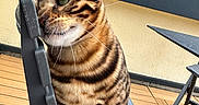 Taka a rejoint le concours — aidez-le/la à gagner de superbes lots ! cat, tabby, striped, feline, chair, outdoor, wooden_deck, pet, animal, whiskers, ear, paw, closeup, curious, relaxed, daylight, nature, home, backyard, playful