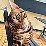 cat, bengal_cat, pet, animal, green_eyes, whiskers, fur_pattern, chair, wooden_deck, outdoor, curious, close_up, feline, striped, domestic_cat, portrait, daylight, relaxed, head_tilt, nature