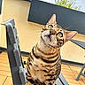 bengal_cat, cat, pet, animal, green_eyes, striped_fur, chair, outdoor, patio, wooden_floor, curious, feline, whiskers, ears, face, looking_up, daylight, cloudy_sky, domestic_animal, closeup