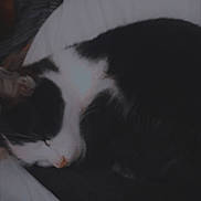 Ting joined the competition — help win amazing prizes! cat, sleeping, black_and_white, bed, blanket, cozy, feline, fur, resting, domestic_animal, indoor, pet, animal, curled_up, sleep, white, black, soft, comfort, quiet