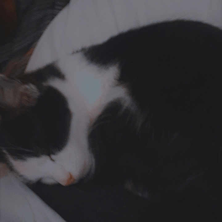 Ting joined the competition — help win amazing prizes! animal, bed, black, black_and_white, blanket, cat, comfort, cozy, curled_up, domestic_animal, feline, fur, indoor, pet, quiet, resting, sleep, sleeping, soft, white