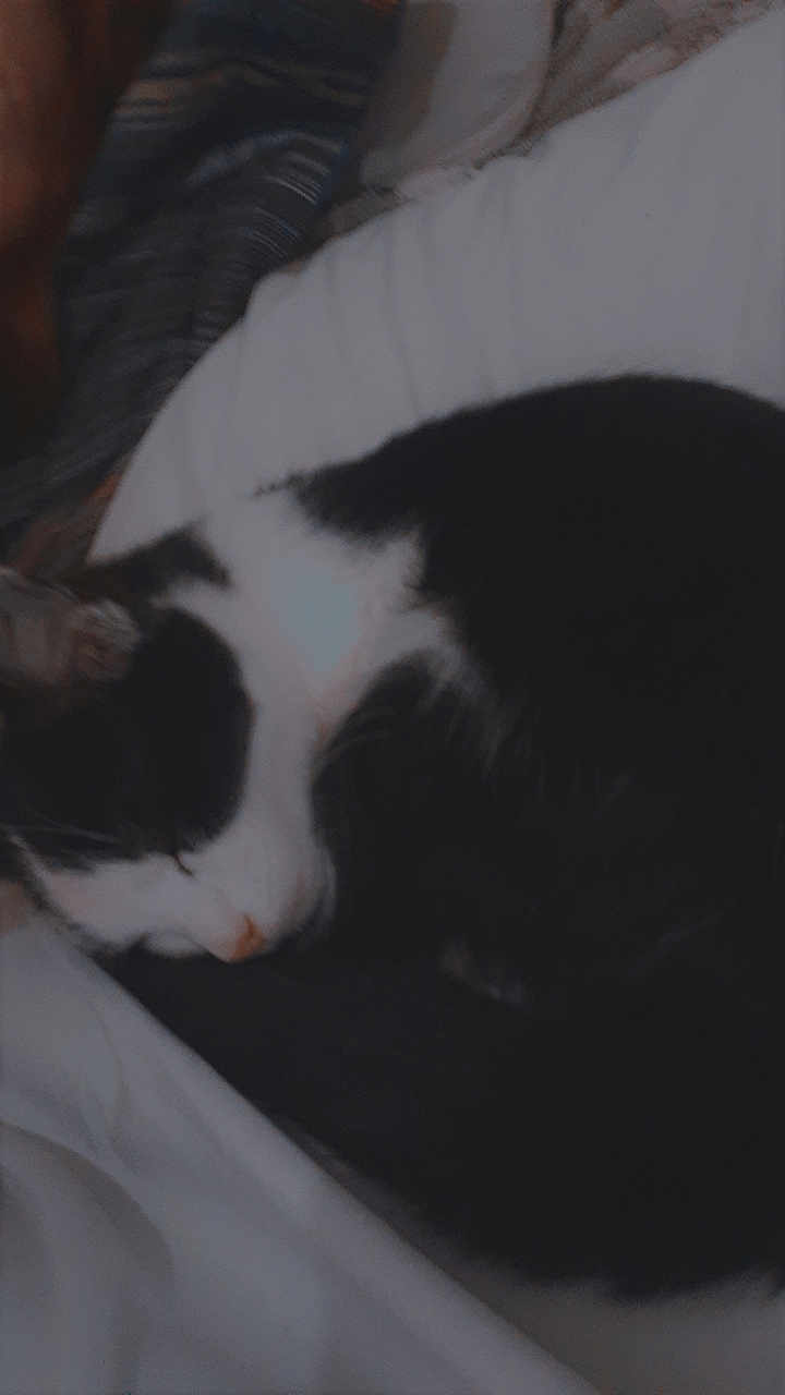 Ting joined the competition — help win amazing prizes! cat, sleeping, black_and_white, bed, blanket, cozy, feline, fur, resting, domestic_animal, indoor, pet, animal, curled_up, sleep, white, black, soft, comfort, quiet