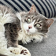 Naya a rejoint le concours — aidez-le/la à gagner de superbes lots ! cat, fluffy, gray, white, green_eyes, paws, couch, striped_pillow, indoor, pet, relaxed, closeup, fur, whiskers, cute, mammal, laying, cozy, domestic_animal, resting