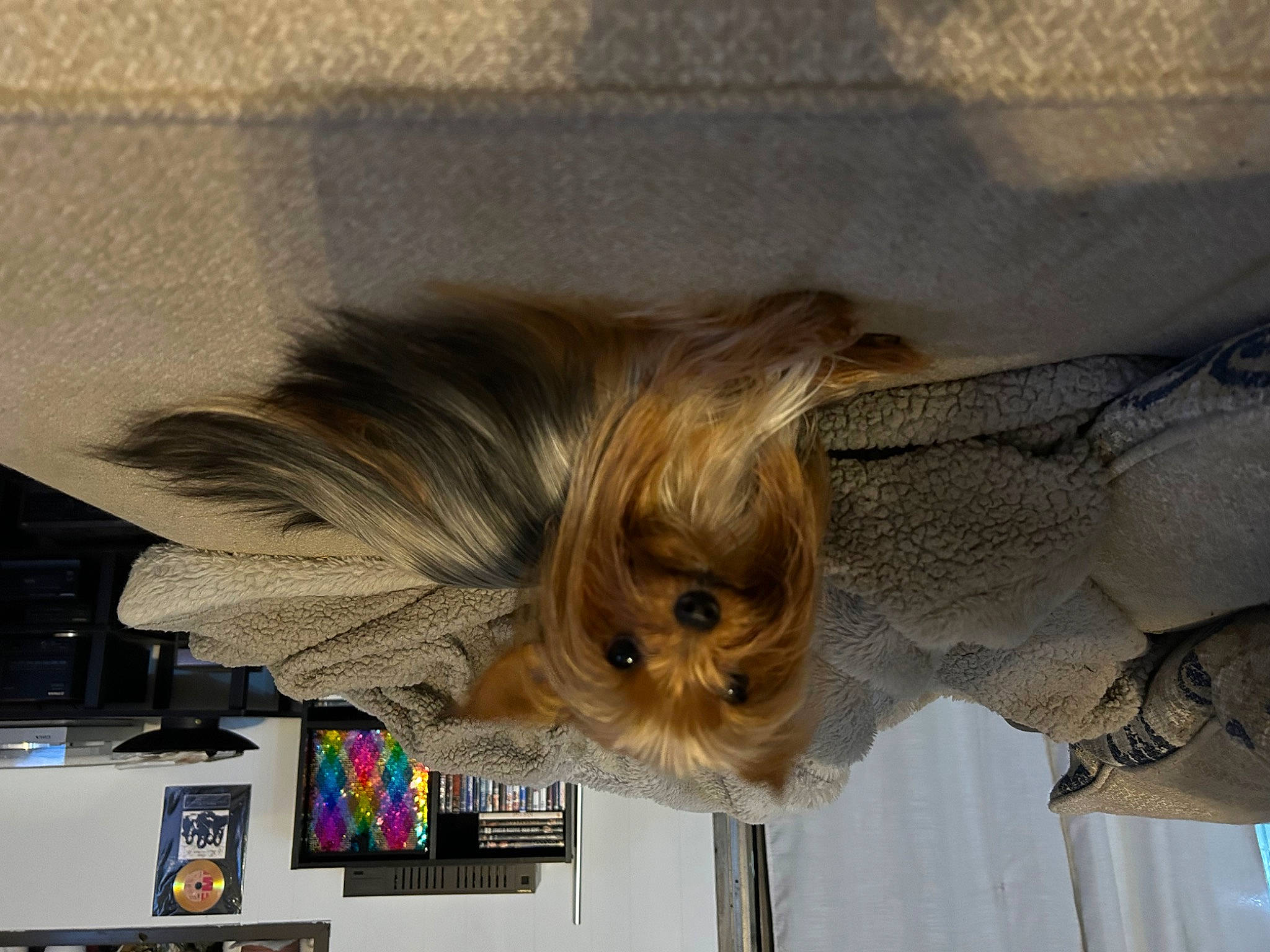 Lexie is registered to the contest to win money with this photo: art, canidae, carnivore, ceiling, companion_dog, dog, dog_breed, fawn, felidae, fur, liver, small_terrier, snout, sporting_group, tail, toy_dog, tree, whiskers, wing, wood