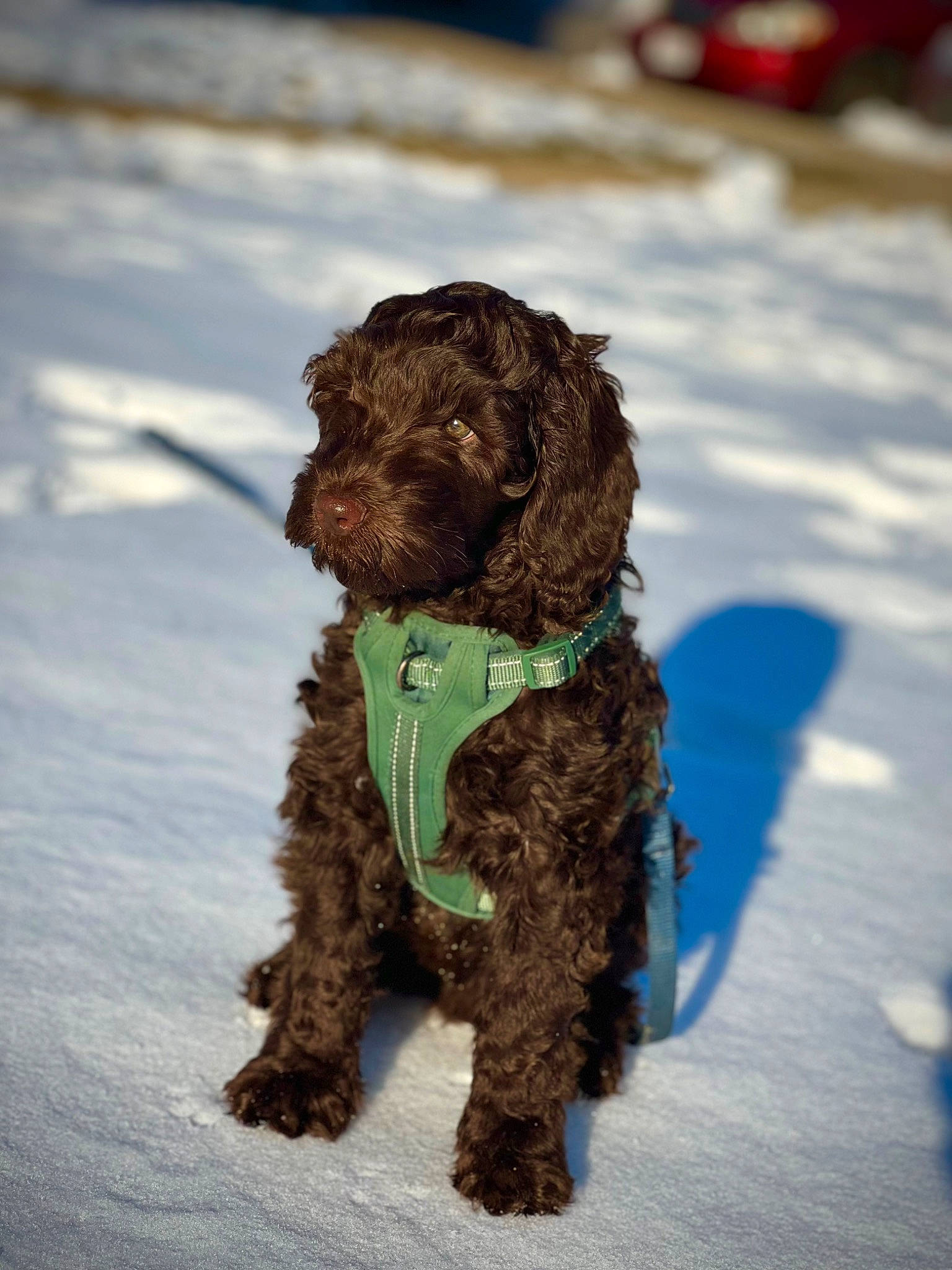 Guinness is registered to the contest to win money with this photo: carnivore, companion_dog, dog, dog_breed, dog_collar, event, fur, liver, palm_tree, snow, spaniel, sporting_group, terrier, toy_dog, water_dog, winter, working_animal