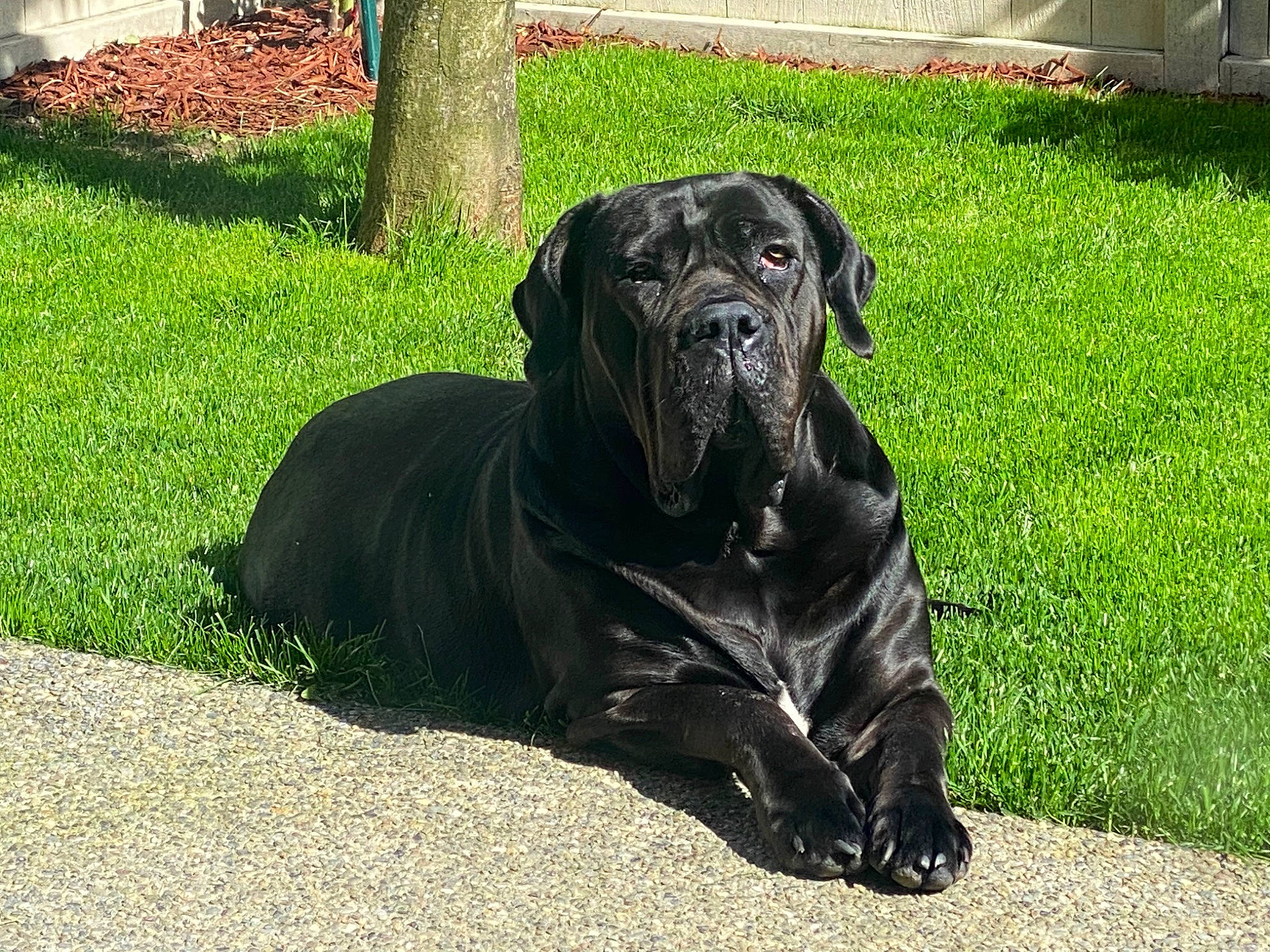 Koa is registered to the contest to win money with this photo: bandog, cane_corso, canidae, carnivore, companion_dog, dog, dog_breed, giant_dog_breed, grass, guard_dog, korean_mastiff, mammal, molosser, neapolitan_mastiff, snout, sporting_group, vertebrate, working_dog