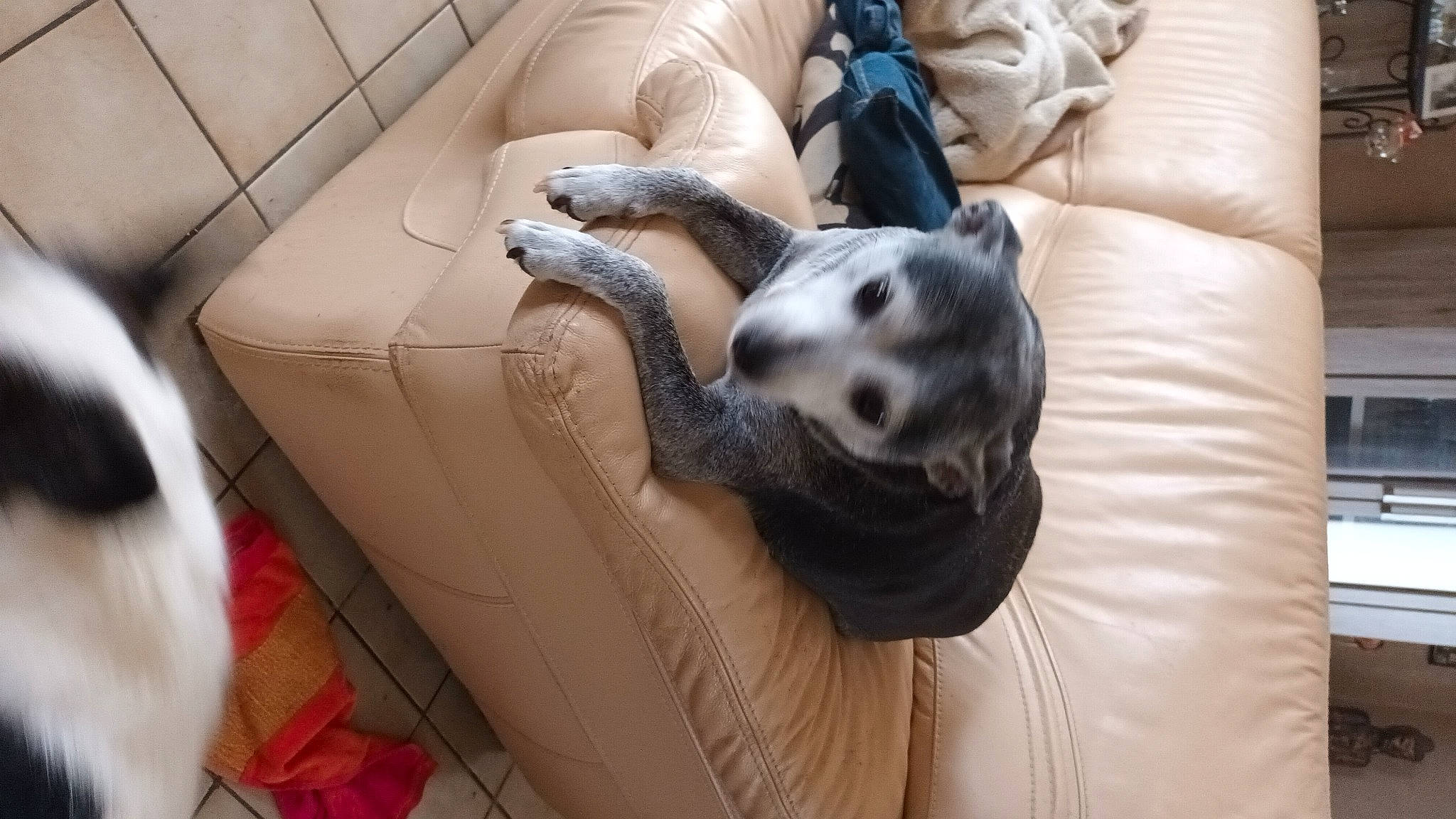 Lili a rejoint le concours — aidez-le/la à gagner de superbes lots ! bag, canidae, car_seat, carnivore, comfort, companion_dog, couch, dog, dog_breed, dog_supply, fawn, felidae, flooring, fur, human_leg, small_to_medium_sized_cats, snout, sporting_group, toy_dog, whiskers