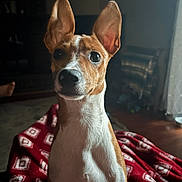 Finn is registered to the contest to win money with this photo: dog, pet, animal, indoor, blanket, ears, brown_and_white, curious, sitting, portrait, living_room, furniture, wood_floor, cozy, canine, companion, fur, cute, domestic, alert