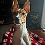 dog, pet, animal, indoor, blanket, ears, brown_and_white, curious, sitting, portrait, living_room, furniture, wood_floor, cozy, canine, companion, fur, cute, domestic, alert