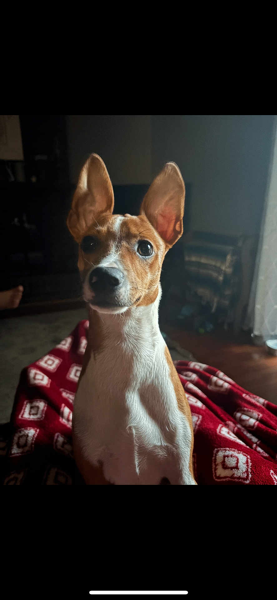 Finn