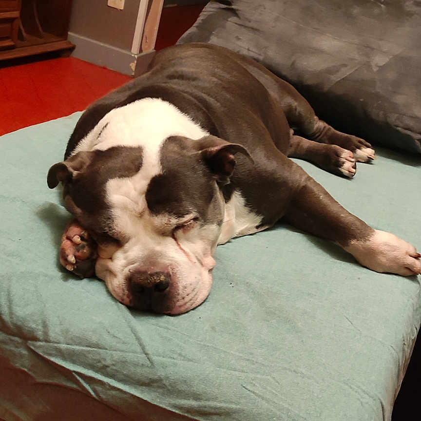 Crapule participe au concours pour gagner de l'argent avec cette photo : bed, blanket, brown, canine, comfort, cushion, dog, floor, furniture, home, indoor, pet, pillow, quiet, relaxed, resting, room, sleeping, white, wooden_furniture