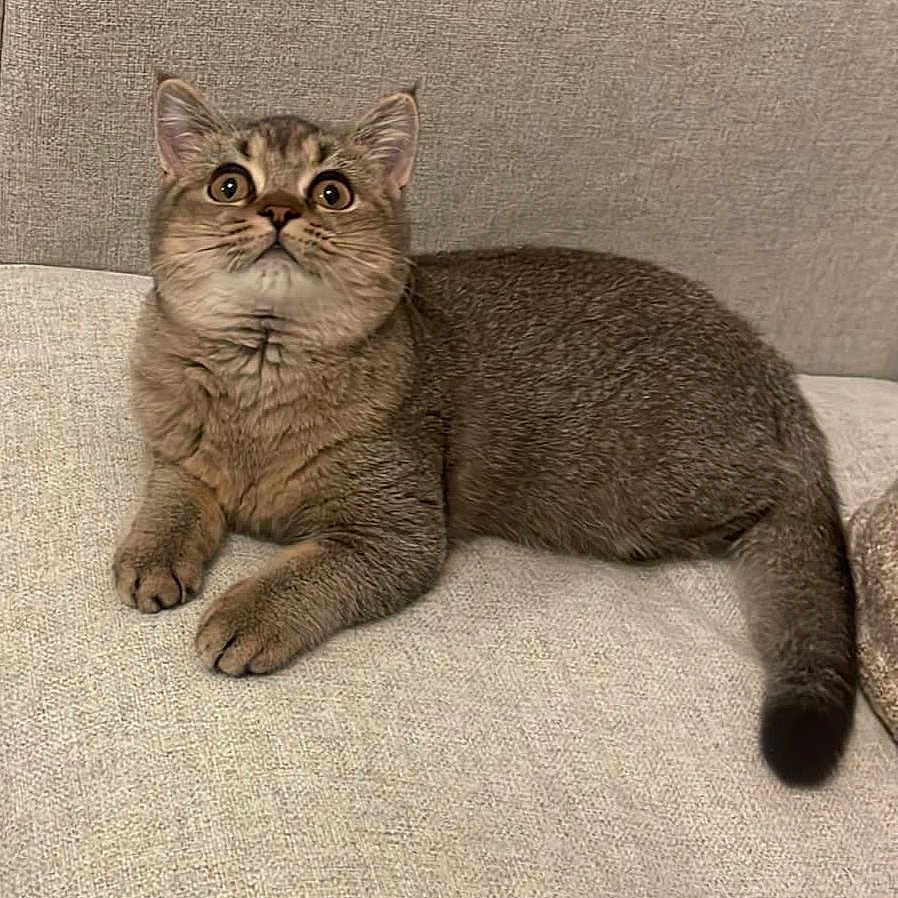 Zuri is registered to the contest to win money with this photo: cat, animal, pet, feline, fur, whiskers, ears, tail, paws, couch, indoor, beige, texture, resting, wide_eyes, curious, cute, domestic, mammal, portrait