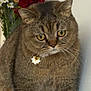 cat, tabby, pet, animal, flower, collar, yellow_eyes, feline, indoor, pensive, cute, whiskers, fur, portrait, closeup, domestic_animal, table, flowers, decor, wall