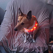 Choupette participe au concours pour gagner de l'argent avec cette photo : dog, armchair, indoor, led_collar, pet, furniture, tile_floor, blanket, brown_dog, animal, domestic_animal, resting, looking_away, fabric, cozy, household, home, light, red_light, calm