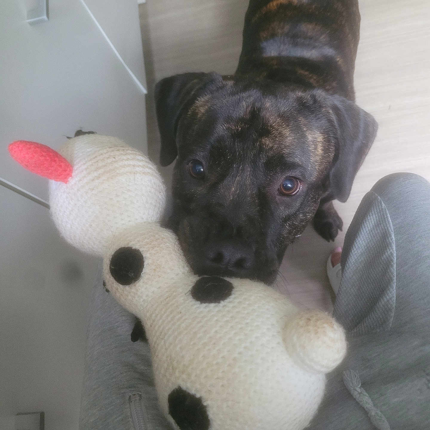 Ares a rejoint le concours — aidez-le/la à gagner de superbes lots ! animal, black_spots, brindle_coat, canine, carpet, close_up, companion, crocheted_toy, cute, dog, floor, gray_sweatpants, home, indoor, looking_up, pet, playful, slippers, stuffed_toy, toy
