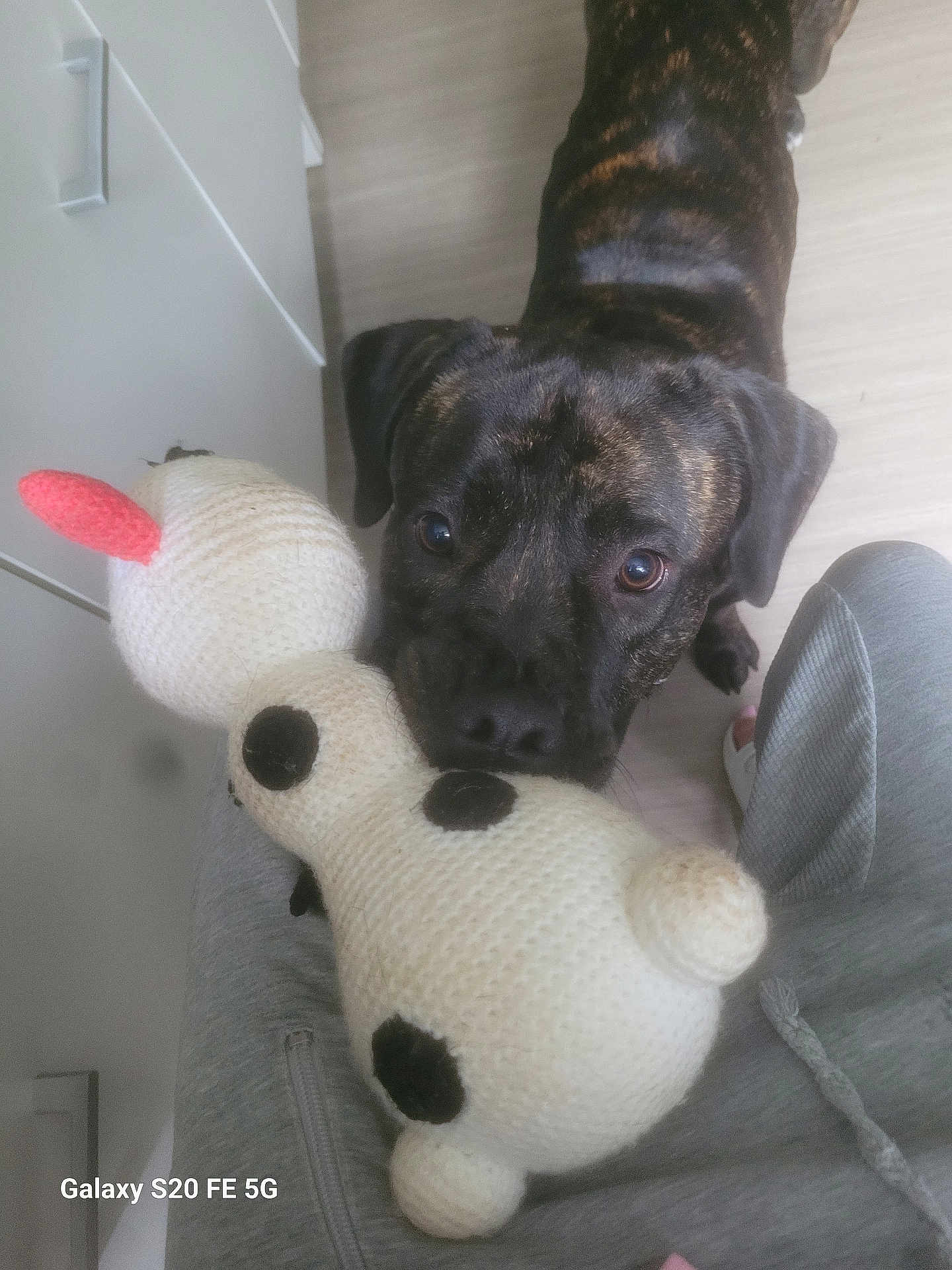 Ares a rejoint le concours — aidez-le/la à gagner de superbes lots ! dog, toy, crocheted_toy, brindle_coat, indoor, floor, gray_sweatpants, slippers, pet, animal, looking_up, playful, cute, home, carpet, black_spots, stuffed_toy, canine, close_up, companion