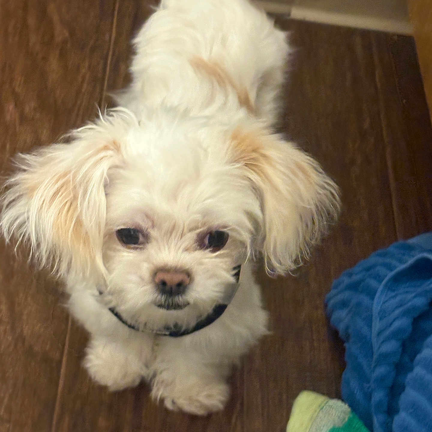 Bojangles joined the competition — help win amazing prizes! animal, blanket, collar, companion, curly_fur, cute, dog, domestic_animal, floor, fluffy, fur, indoor, looking_up, pet, portrait, puppy, small_dog, sock, white, wooden_floor