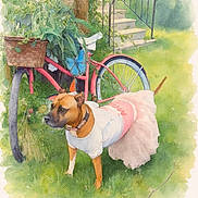 Channel is registered to the contest to win money with this photo: dog, tutu, costume, bicycle, basket, garden, grass, plants, stairs, outdoor, greenery, pet, animal, pink, white, nature, leafy, cute, summer, vintage