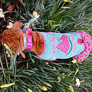 Coco joined the competition — help win amazing prizes! botany, conifer, event, evergreen, fashion_accessory, fawn, flower, flowering_plant, foot, garden, grass, holiday, holiday_ornament, human_leg, lawn_ornament, pattern, plant, shrub, terrestrial_plant, tree