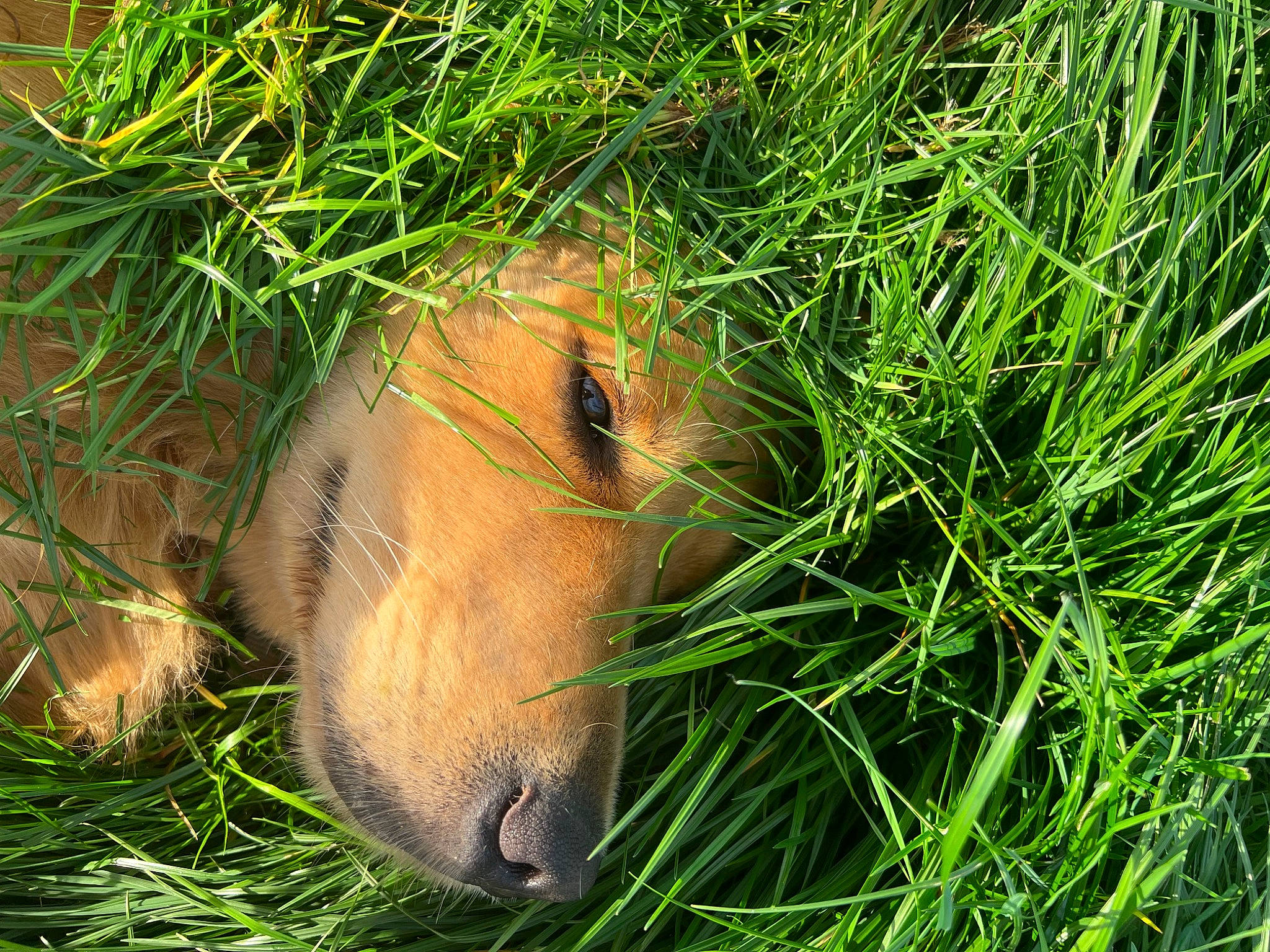 Seven a rejoint le concours — aidez-le/la à gagner de superbes lots ! carnivore, companion_dog, deer, dog_breed, fawn, felidae, grass, grass_family, grassland, groundcover, hare, pasture, people_in_nature, prairie, rabbit, rabbits_and_hares, snout, terrestrial_animal, whiskers, wood