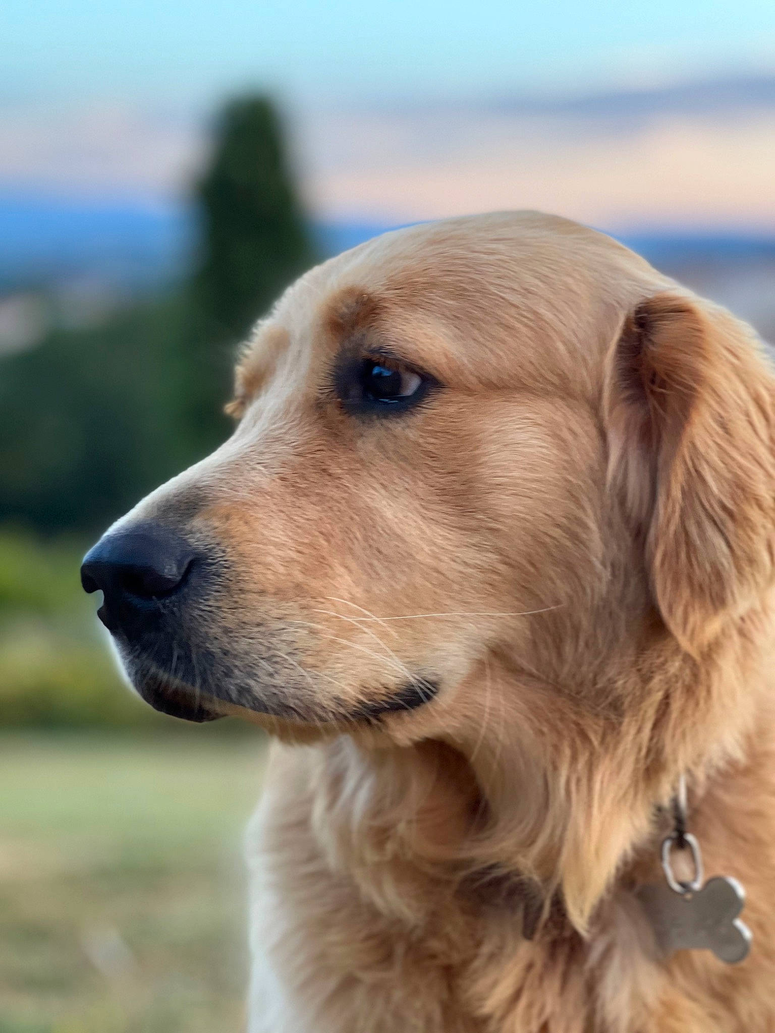 Seven participe au concours pour gagner de l'argent avec cette photo : ancient_dog_breeds, canidae, carnivore, companion_dog, dog, dog_breed, fawn, fur, golden_retriever, gun_dog, hunting_dog, liver, retriever, sky, snout, sporting_group, terrestrial_animal, whiskers, working_dog