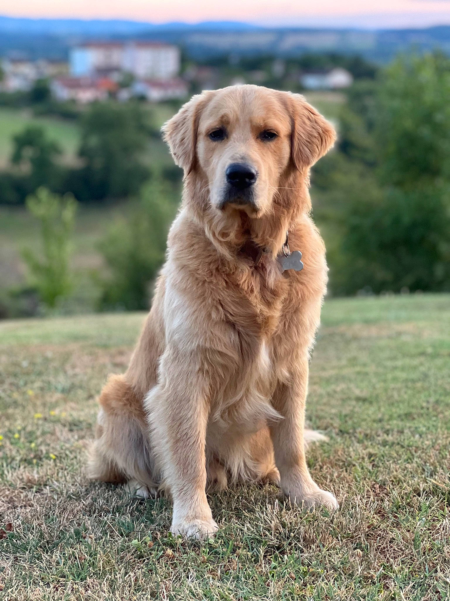Seven a rejoint le concours — aidez-le/la à gagner de superbes lots ! canidae, carnivore, companion_dog, dog, dog_breed, fawn, grass, grassland, gun_dog, plant, sky, snout, sporting_group, tail, terrestrial_animal, tree, wildlife, working_dog