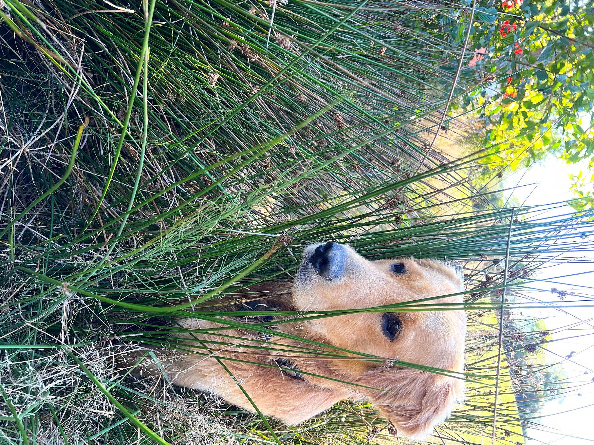 Seven a rejoint le concours — aidez-le/la à gagner de superbes lots ! carnivore, dog_breed, fawn, fur, grass, grass_family, line, marsupial, opossum, panda, plant, terrestrial_animal, tree, trunk, twig, vegetation, whiskers, wildlife, window, wood