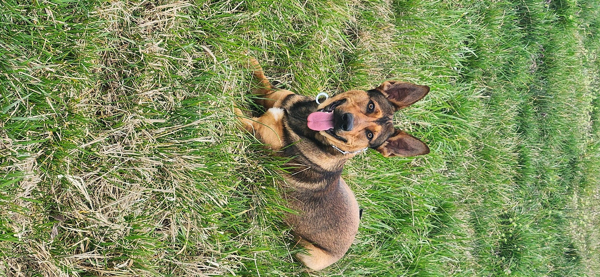 Hunter joined the competition — help win amazing prizes! canidae, carnivore, companion_dog, dog, dog_breed, fawn, german_shepherd_dog, grass, grassland, groundcover, herding_dog, lawn, people_in_nature, plant, snout, sporting_group, tail, terrestrial_animal, whiskers, working_animal