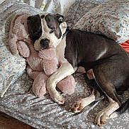 Jj Da Boss joined the competition — help win amazing prizes! animal, bed, black_and_white_dog, collar, comfort, cozy, cute, dog, domestic, floral_pattern, fur, indoors, pet, pillow, plush, relaxed, resting, sleeping, stuffed_toy, wooden_floor