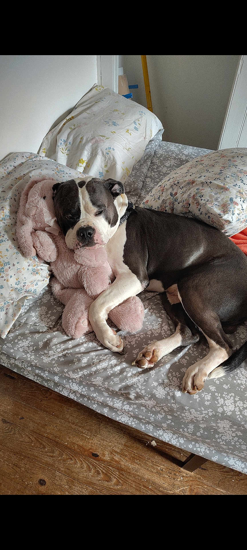 Jj Da Boss joined the competition — help win amazing prizes! animal, bed, black_and_white_dog, collar, comfort, cozy, cute, dog, domestic, floral_pattern, fur, indoors, pet, pillow, plush, relaxed, resting, sleeping, stuffed_toy, wooden_floor