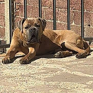 ûtaiyko a rejoint le concours — aidez-le/la à gagner de superbes lots ! dog, brown_dog, lying_down, sunlight, brick_wall, metal_railings, outdoor, pavement, pet, canine, relaxed, daylight, animal, mammal, resting, large_dog, guard_dog, quiet, calm, summer