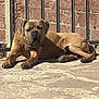 dog, brown_dog, lying_down, sunlight, brick_wall, metal_railings, outdoor, pavement, pet, canine, relaxed, daylight, animal, mammal, resting, large_dog, guard_dog, quiet, calm, summer